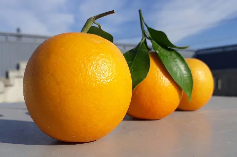 drei Orangen auf einem Tisch
