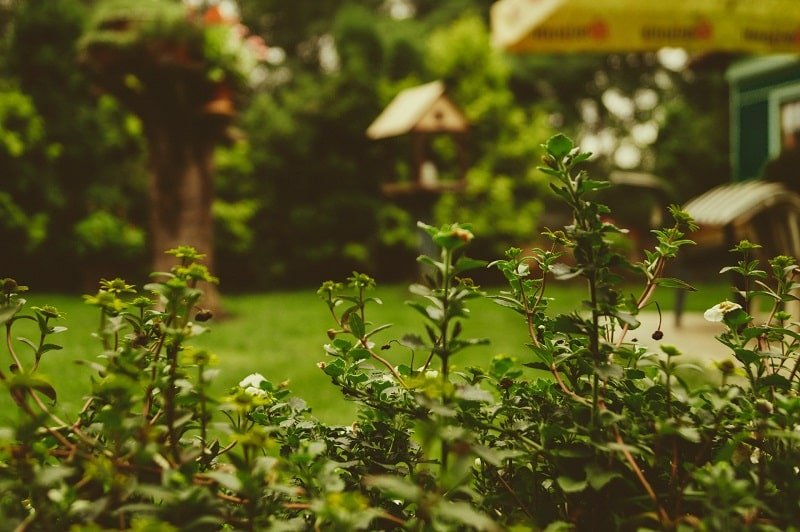 Hausgarten mit vielen Blumen und grüner Oberfläche