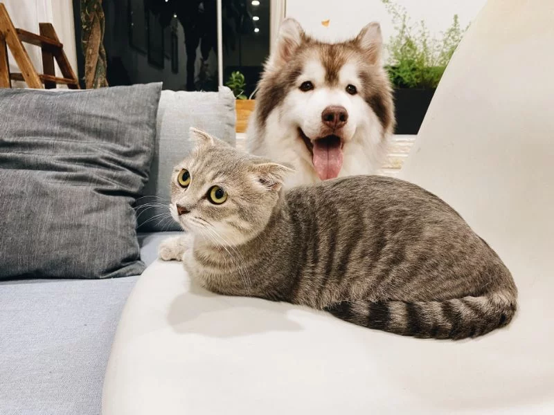 Katze und Hund auf dem Sofa