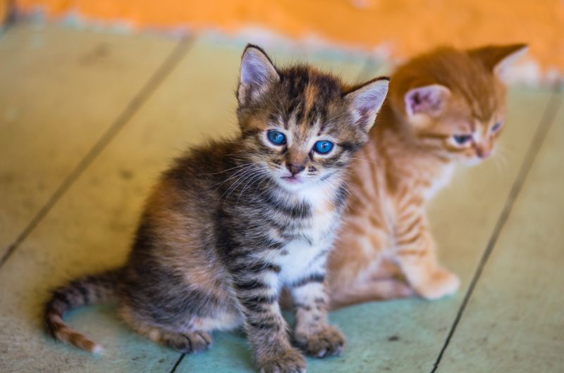 Katzenpension: Ein Hotel Für Katzen