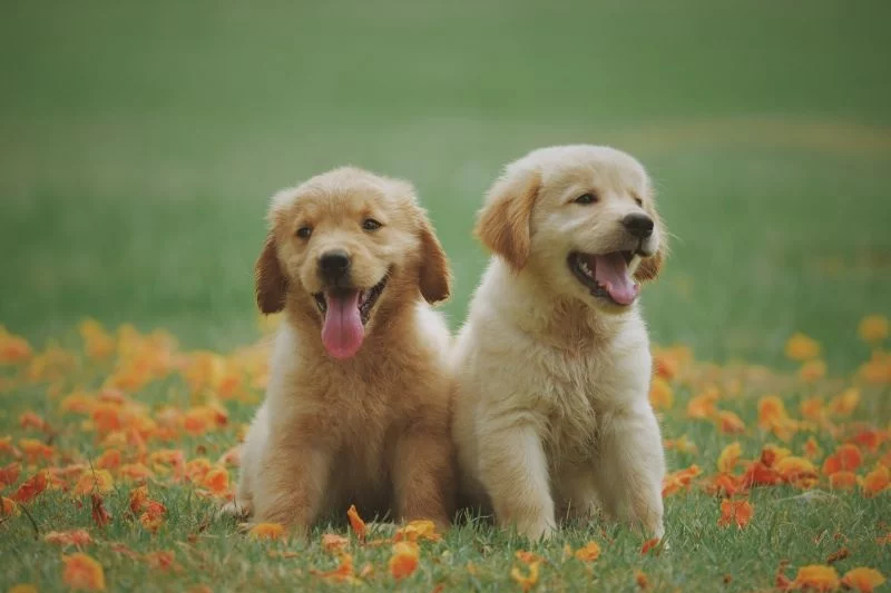 zwei gelbe Labrador Retriever Welpen