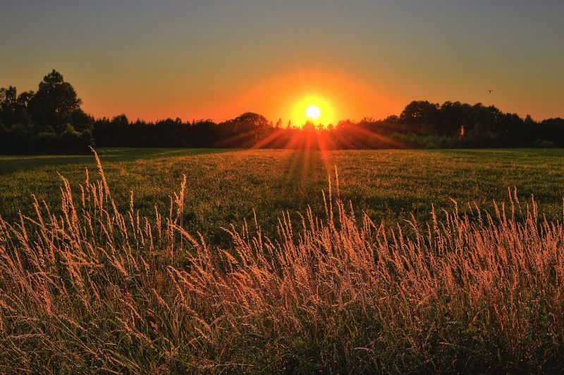 braune-und-grüne-Wiese-während-des-Sonnenuntergangs