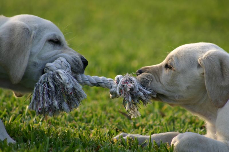 zwei-schone-weise-Hunde-mit-einem-Seil