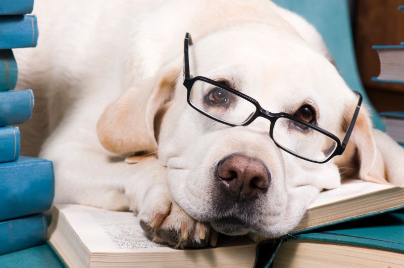 Intelligenzspiele Für Hunde-Die Besten Für Ihren Vierbeiner!