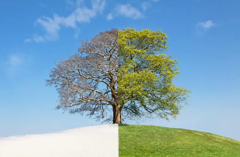 Collagenbaum-Winter-gegen-Sommer, was würdest du eher fragen