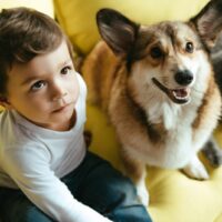 Kleiner Junge, der auf Sofa mit Katze und walisischem Corgi-Hund sitzt