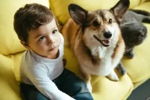 Kleiner Junge, der auf Sofa mit Katze und walisischem Corgi-Hund sitzt