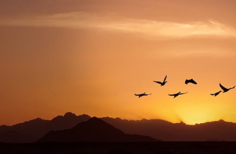 Goldener Himmel bei Sonnenuntergang oder Sonnenaufgang mit Panoramablick auf fliegende Vögel