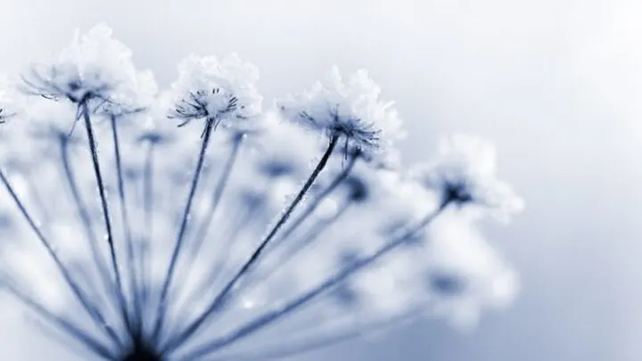 Diese Winterpflanzen Setzen Ihren Garten Und Balkon Ins Blickfeld