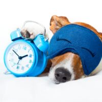 Hund schläft mit Uhr. Uhrzeit Bedeutung