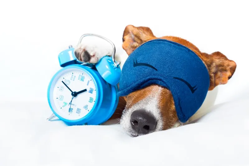 Hund schläft mit Uhr. Uhrzeit Bedeutung