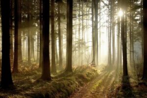 Waldweg bei Sonnenuntergang
