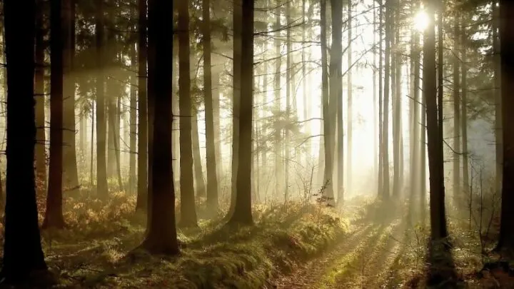 Lebensweisheiten: Die Beliebtesten Sprüche Aller Zeiten