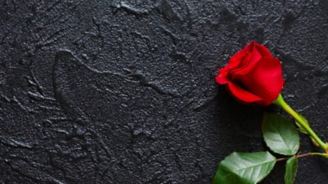 Rote Rose auf schwarzem Hintergrund, Stein. Eine Kondolenzkarte. Leerer Platz für Emotionen, Zitate oder Sprüche