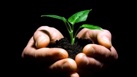 Hände halten Pflanze mit Erde