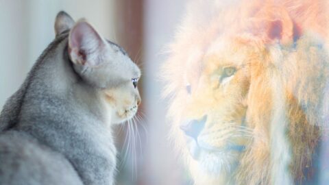 Katze schaut in den Spiegel und sieht sich selbst als Löwe. Selbstwertgefühl oder Wunschkonzept