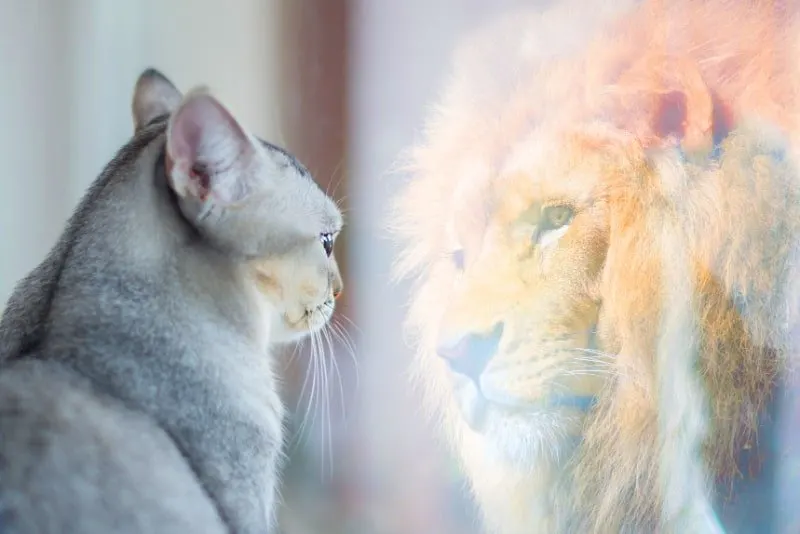 Katze schaut in den Spiegel und sieht sich selbst als Löwe. Selbstwertgefühl oder Wunschkonzept