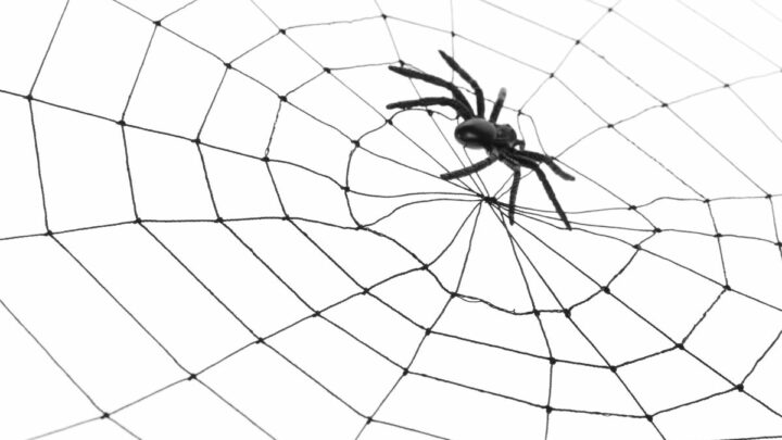 Traumdeutung Spinne: Was Bedeutet Der Spinnentraum?