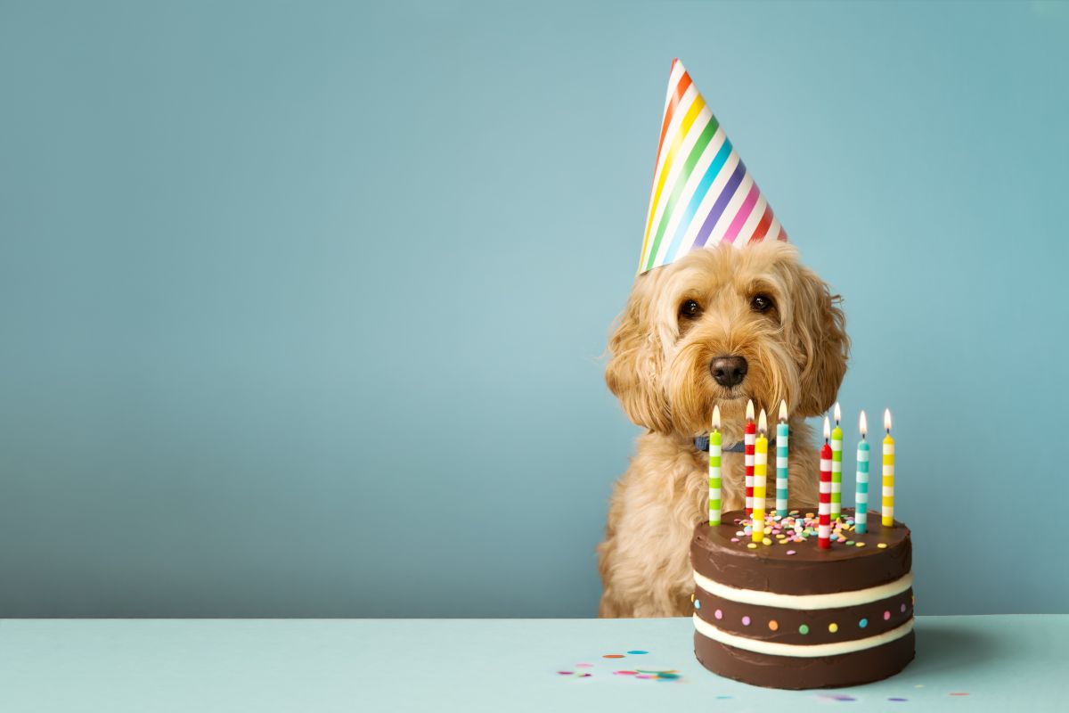 Schöne Geburtstagssprüche Hund Für Den Treusten Freund Auf Der Welt