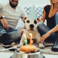 Schone-Geburtstagsspruche-Hund_-Fur-Den-Treusten-Freund-Auf-Der-Welt