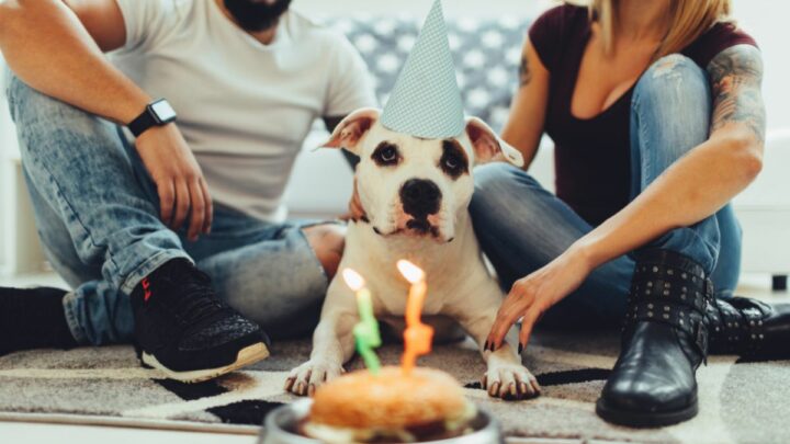Schöne Geburtstagssprüche Hund: Für Den Treusten Freund Auf Der Welt!