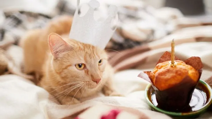 Geburtstagswünsche Katze: Glückwünsche Für Katzen & Katzenliebhaber