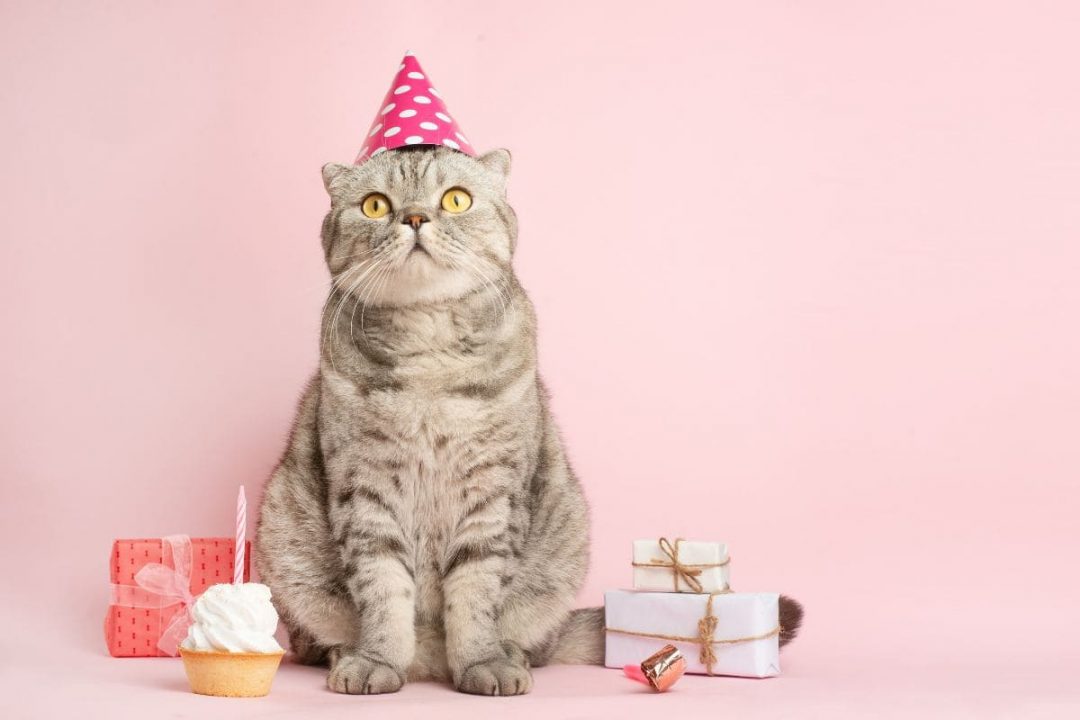 Geburtstagswünsche Katze Glückwünsche Für Katzen & Katzenliebhaber