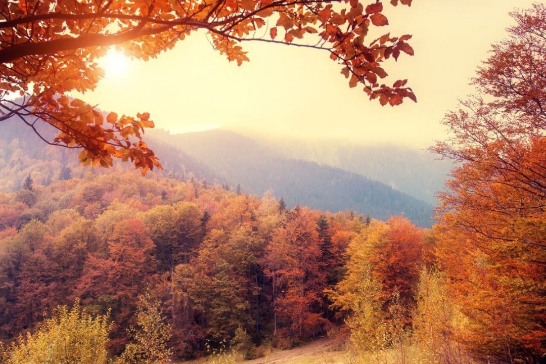 Schonen Sonntag Herbst Eintauchen In Die Goldene Jahreszeit