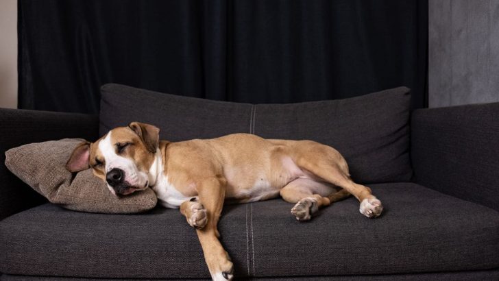 Traumdeutung Hund: Dieses Traumsymbol Hat Eine Wichtige Botschaft!