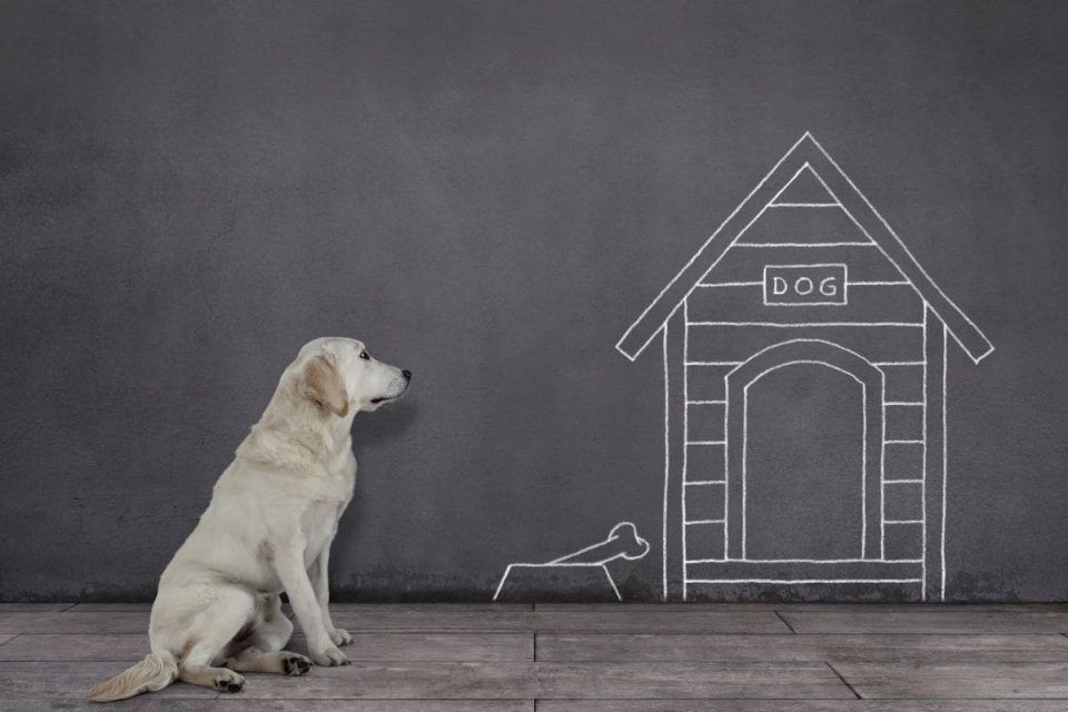 Traumdeutung Hund: Dieses Traumsymbol Hat Eine Wichtige Botschaft ...