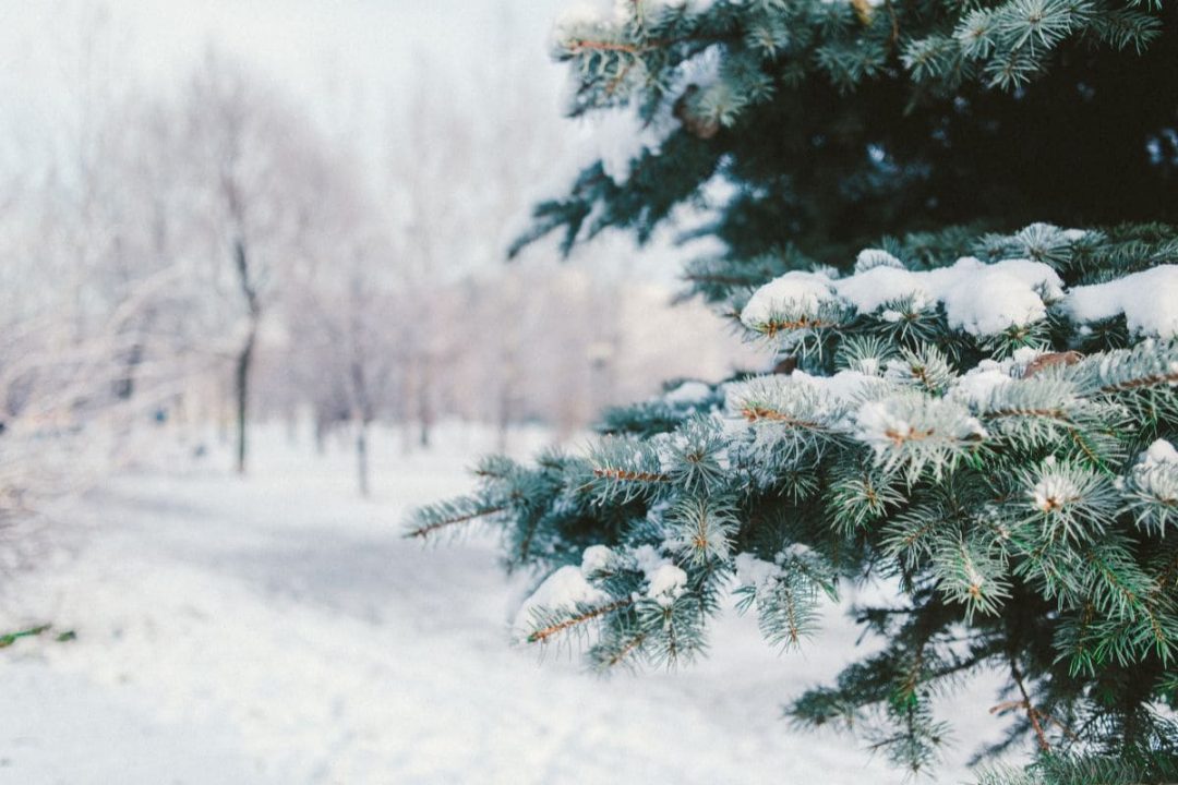 Wintersprüche Und Zitate Ideen Für Die Schönste Zeit Des Jahres!