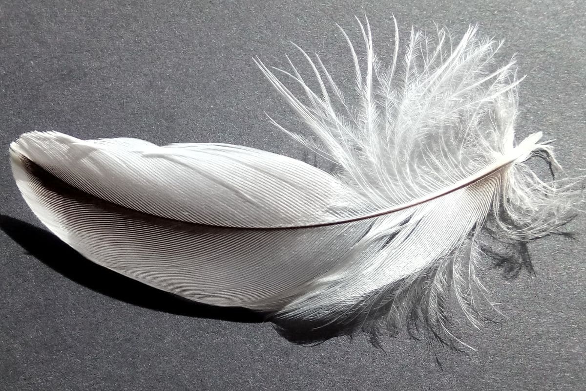 Federn Bedeutung Diese Besondere Botschaft Des Himmels Ist Für Sie! Lebens Karneval