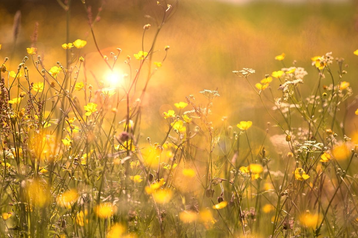 Mittwoch Sprüche Und Zitate Inspiration & Motivation Für Die Mitte Der